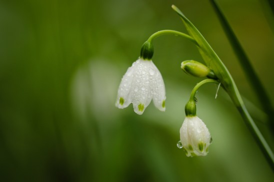 Photo by Paige Brown Jarreau. Her photo gallery: http://paigesphotos.photoshelter.com/