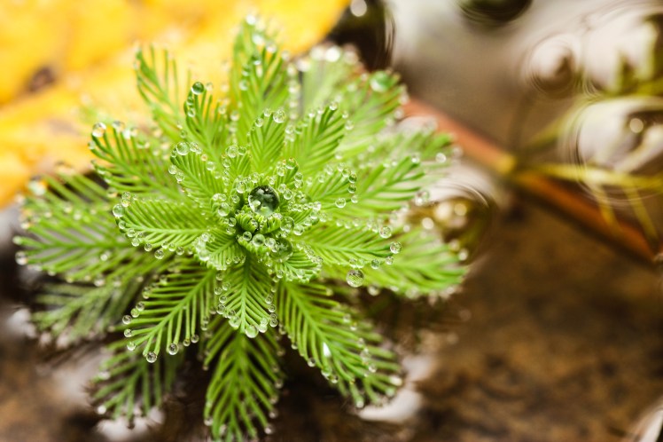 Photo by Paige Brown Jarreau. Her photo gallery: http://paigesphotos.photoshelter.com/