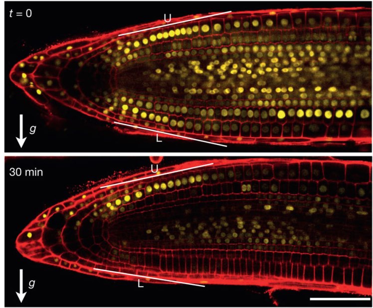 From Brunoud et al. 2012 Nature 482, 103–106 doi:10.1038/nature10791 Arabidopsis root showing auxin level in response to gravity. Yellow is an indicator of lower auxin level. After 30 minutes, there is less yellow on the lower side of the root than the upper side, and this will ultimately induce bending. 