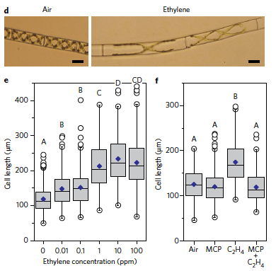 Figure 2 excerpt from Reference 4. Panel d shows Spirogyra algae after air and ethylene treatments. Panel e quantifies the response showing the algae responds to quite low concentrations of ethylene. Panel f shows that the response can be blocked with an inhibitor of ethylene, 1-MCP.