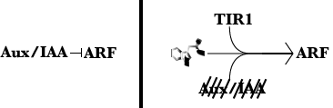 The auxin signaling pathway. Left: Without auxin, Aux/IAA proteins physically bind to ARFs, preventing them from acting. Right: When auxin is present, it forms a co-receptor complex with TIR1 and the Aux/IAA that is targeted for degradation. The ARF is then released to go do what ARFs do.