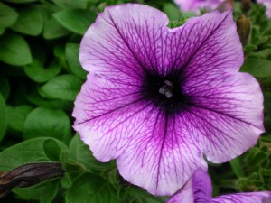A petunia flower variety. They come in a lot of colors. Source.