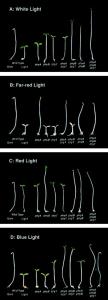 Red (phyA, phyB), and a blue light (cry1) receptor and genetic combinations in different light conditions. From Neff and Chory 1998.