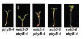 the seedling phenotype of sob3-Dominant, and loss-of-function alleles. From Street et al. 2008 