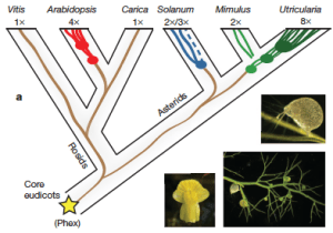 The whole genome duplication history of some flowering plants, including U. gibba. The bladder, flower, and shoot system of  U. gibba. From Ibarra-Laclette et al. Nature 498:94, 2013.