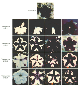 Petunia Patterns seen segregating from an over-expressing chalcone synthase parent. (from ref 2).