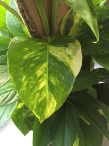 An example of variegation and tracking cell fate.