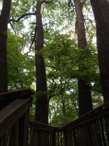 Forest canopy viewing platform. 