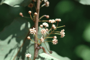 Amborella trichopoda, an early flowering plant. Source.