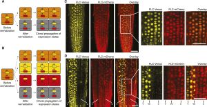 Figure 3 from Berry et. al. 2015 showing models of cis and trans memory and the result in roots of non-vernalized (top) and vernalized (bottom) FLC expression. Note the independent silencing of one copy vs. another.