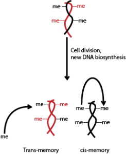 After cell division (and DNA being inherited, one parental strand in each new cell), examples of cis and trans memory mechanisms of epigenetic inheritance. me = methyl group (epigenetic tag).