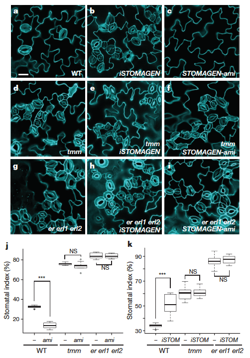 Figure 1 from Lee et al. 2015 (ref 1). Stomagen increases stomata density when over-expressed and density is decreased when there is less stomagen (stomagen-ami). This effect is only seen in wild-type, not in mutants for receptors tmm and er erl1 erl2. 