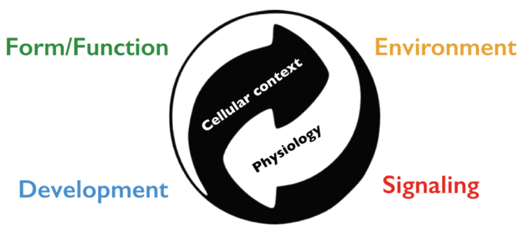 Zen of Plant Physiology from Jose Dinenny. Source: F1000 http://f1000research.com/articles/4-264/v1#f1