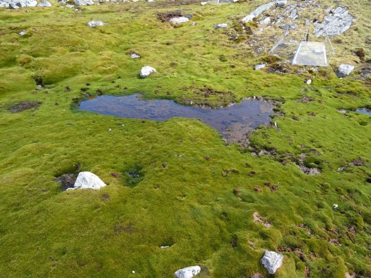 Mosses like to grow where it is wet and boggy. Photo Sharon Robinson