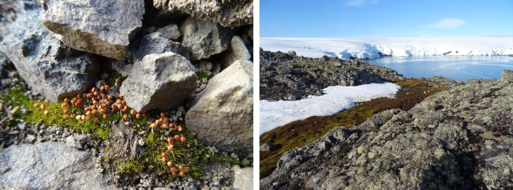 Small buttons of moss colonising newly exposed land (left) near to Collins Glacier on King George Island, Antarctica. Further down the slope (right) the moss has already created a river. Photos Sharon Robinson