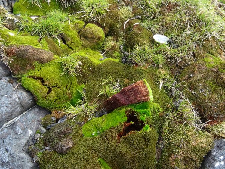 Mosses such as these from King George Island, Antarctica preserve signals of the climate down their shoots. Photo Sharon Robinson