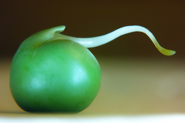 GerminatingPeaJunSeita