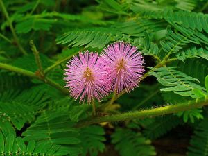 512px-mimosa_pudica_003