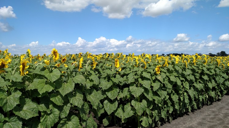 img_20150810_152005902