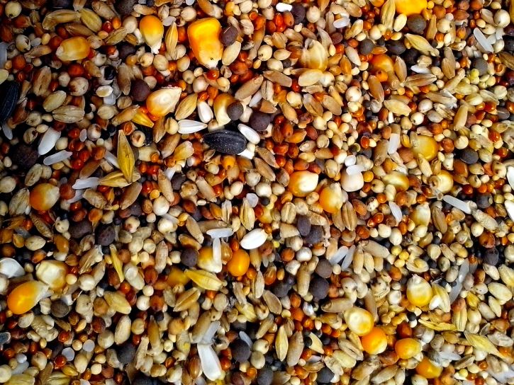 sunflower-seed-corn-oats-barley-and-other-grains-725x544