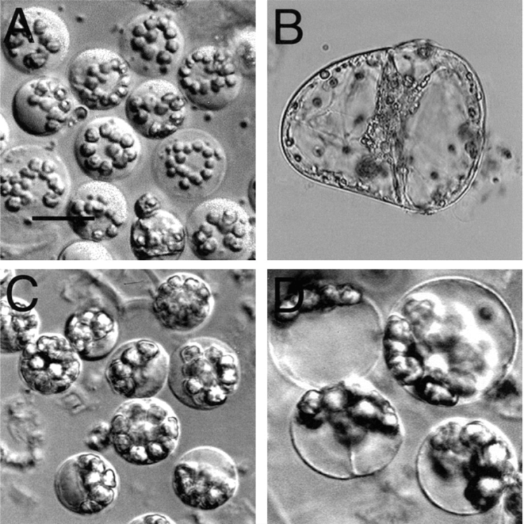GCPsABA2003PlantPhys