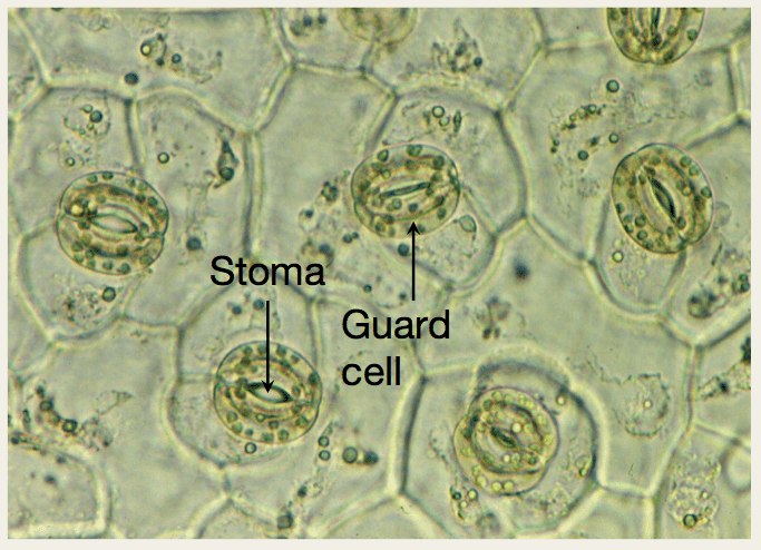 Screen Shot 2017-04-18 at 3.44.07 PM