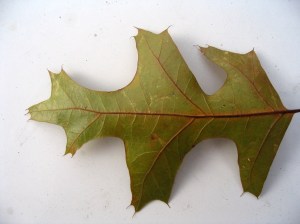 Benny Mazur Red oak leaf1414878786_1263e6c492_b