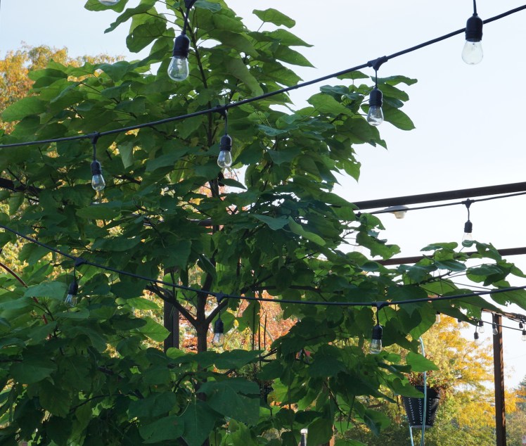 A tree grows within some strung up lights